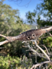 Protobalandricus spectabilis