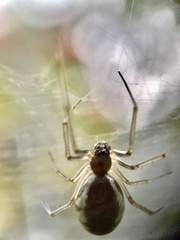 Frontinella pyramitela