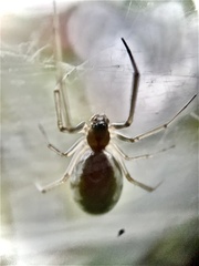 Frontinella pyramitela