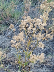 Lepidium latifolium