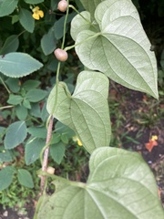 Dioscorea polystachya
