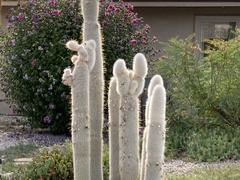Cleistocactus strausii