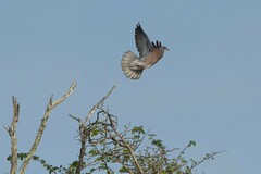 Patagioenas cayennensis