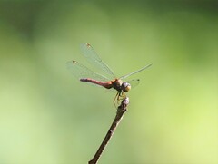 Sympetrum ambiguum