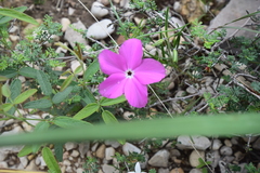 Phlox nana