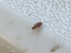 Belonochilus numenius