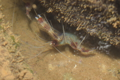 Stenopus hispidus