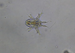 Cyclopidae
