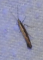 Plutella xylostella-australiana