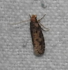 Amydria effrenatella