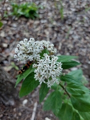 Asclepias texana