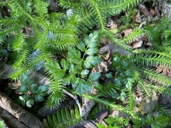 Coptis aspleniifolia