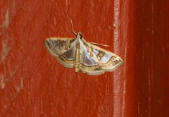 Glyphodes pyloalis