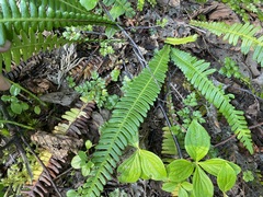 Coptis aspleniifolia