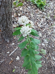 Asclepias texana