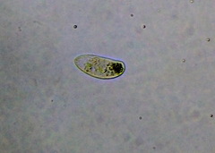 Paramecium
