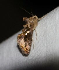 Chrysodeixis includens