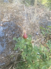 Rosa nutkana