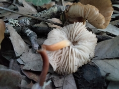 Pluteus