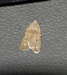 Caradrina clavipalpis