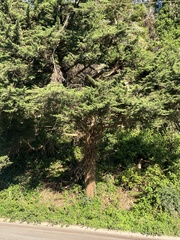 Cupressus macrocarpa