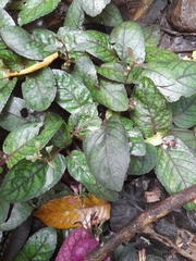 Strobilanthes reptans
