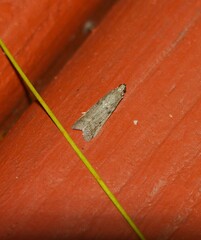 Phycitodes reliquellum