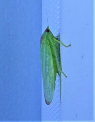 Gyponana