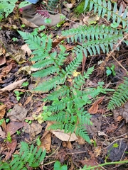 Dryopteris carthusiana