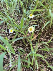 Erigeron karvinskianus