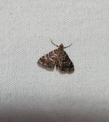 Elophila obliteralis