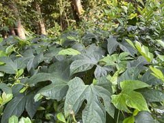 Momordica cochinchinensis