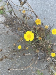 Glebionis coronaria