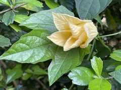 Momordica cochinchinensis