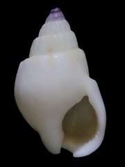 Nassarius spiratus