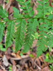 Dryopteris carthusiana