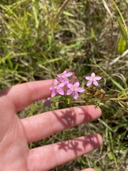 Centaurium erythraea
