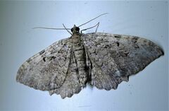 Rheumaptera meadii