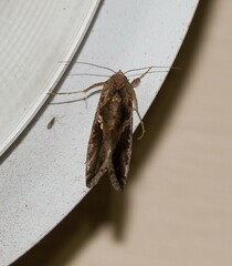 Chrysodeixis includens