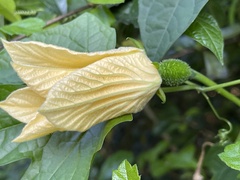 Momordica cochinchinensis