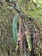 Polystichum lonchitis