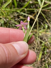 Centaurium erythraea