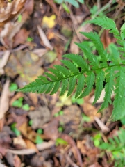 Dryopteris carthusiana