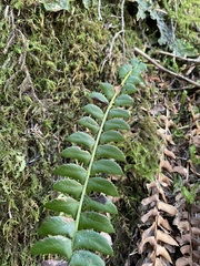 Polystichum lonchitis