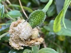 Momordica cochinchinensis