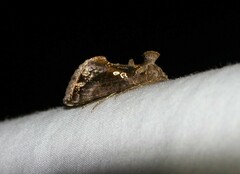 Chrysodeixis includens