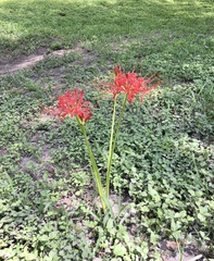 Lycoris radiata