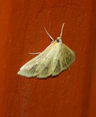 Pyraustini