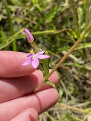 Centaurium erythraea