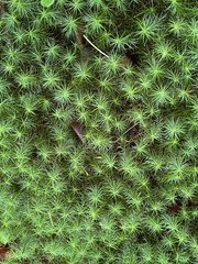 Polytrichum commune